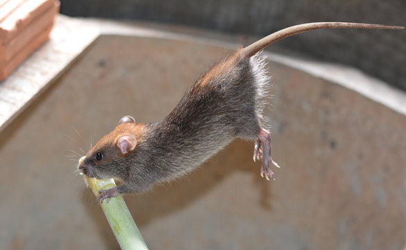 a young grey- brown rat jumping to the green timber in farmhouse