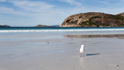 Fototapeta na wymiar Gabbiano Seagull Australia