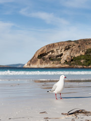 Gabbiano Seagull Australia