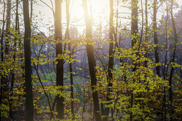 Naklejka premium Sunset in autumn forest.