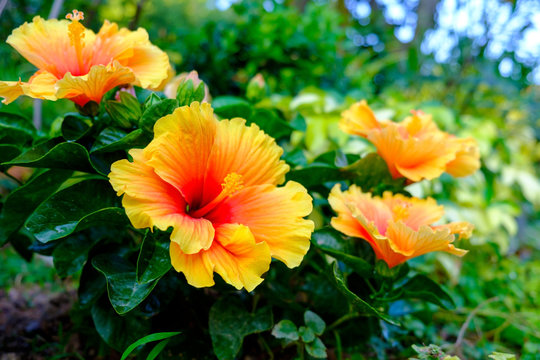 Fototapeta Kolorowy hawajski poślubnik w ogródzie