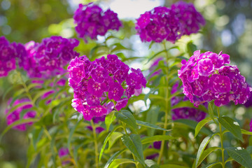 Purple phlox flowers in garden