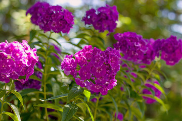 Purple phlox flowers in garden