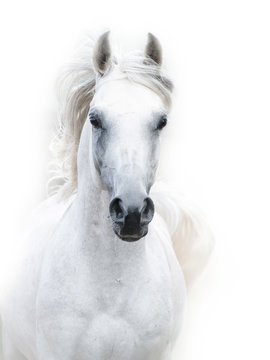 snowy white arabian stallion against the white background