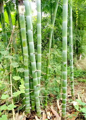 Bamboo grove, bamboo forest natural green background 