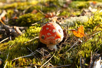 Muchomor czerwony © Mariusz