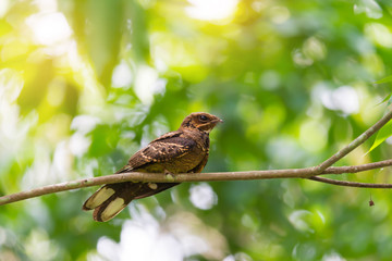 Nocturnal bird..Brown bird ,indian nightjar resting on high branch tree in day time and will active at night, low angle view.