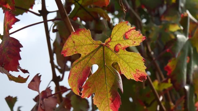 Foglie di vite pampini in autunno