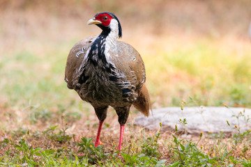 Pheasant bird .Beautiful silver pheasant female in mature feathers walking  on glasses at sunrise in highland forest,front view..