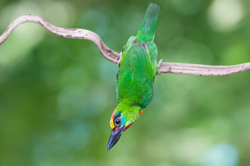 Green bird.Beautiful bird red throated barbet female perching on vertical branch ..