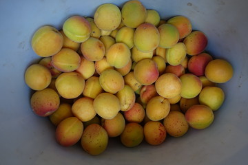 Apricots in the white bucket from above