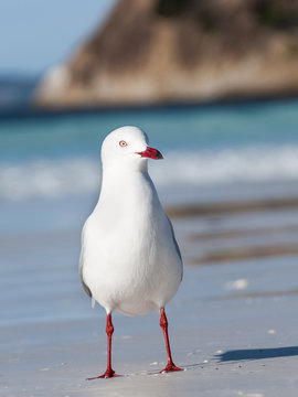 Gabbiano Seagull Australia