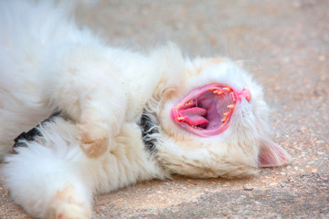 Yawning white kitten and shows fangs