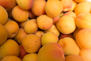 Many ripe fresh orange apricots in summer
