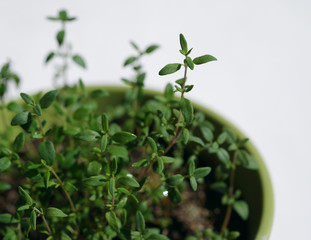 Thyme in a green pot on a wooden surface, top view