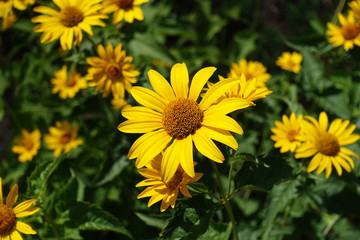 Close view of yellow flower head of Heliopsis helianthoides