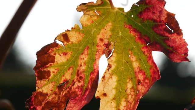 Pampini in autunno nelle Langhe del Piemonte