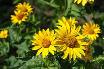 Inflorescences of smooth oxeye in mid summer