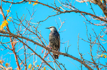 starling sitting on the tree branch