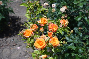 Small orange flowers of garden rose in summer