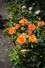 Obraz na płótnie Canvas Orange flowers and closed buds of garden rose