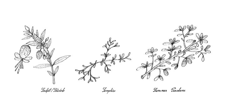 Hand Drawn of Sculpit or Stridolo, Samphire and Summer Purslane