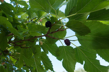 Small black mulberries among lush green leaves