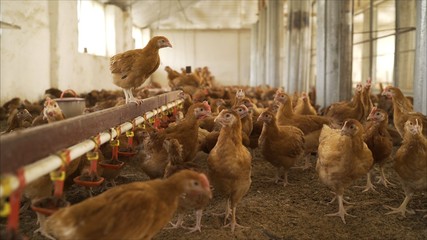 Chicken on the farm. Chicken in the henhouse. Little red chicken on the farm