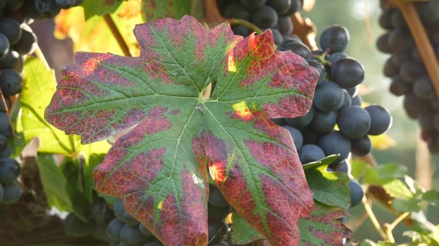 Pampini in autunno nelle Langhe del Piemonte