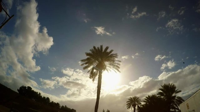 palm tree in the forbidden greek town of Varosha Cyprus
