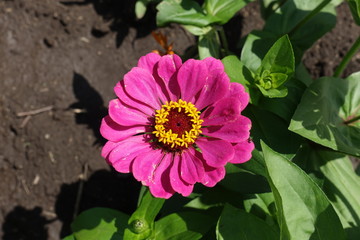 Pink flower head of common zinnia from above