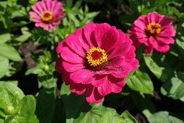 Fototapeta premium Ruby flower heads of common zinnia in summer
