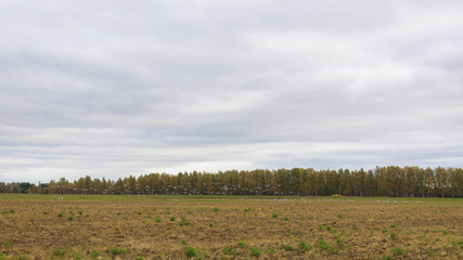 Cranes on the field