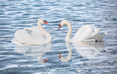 Swan floating on the water 