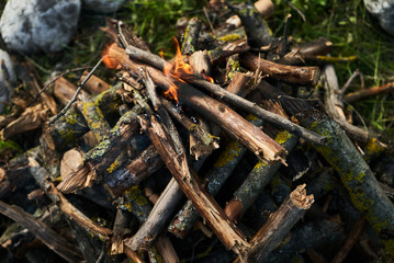 Close-up of campfire in spring forest