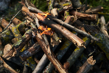 Close-up of campfire in spring forest