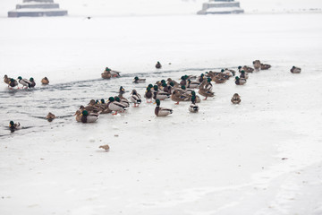 Life ducks in winter