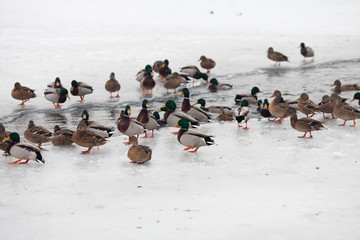 Fototapeta premium Life ducks in winter