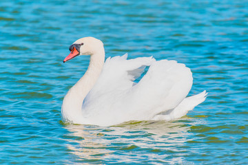 Swan floating on the water 