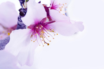 flor del almendro aislada efecto vintage