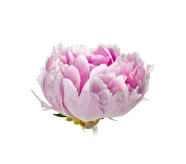 flor peonia aislada