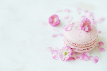 Fototapeta na wymiar Macaron or macaroon french coockie on white textured with spring sakura flowers, pastel colors.