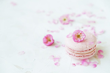 Macaron or macaroon french coockie on white textured with spring sakura flowers, pastel colors.