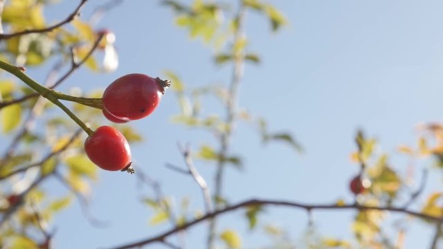 Red Rosa canina against blue sky slow motion footage - Rose hips on the wind slow-mo
