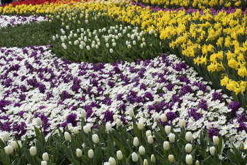 Mixture of tulips, daffodils and hyacinths