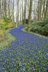 Muscari latifolium