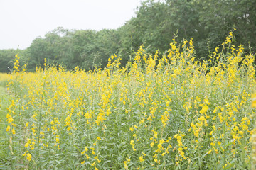 flower and leaf on blurred yellow background