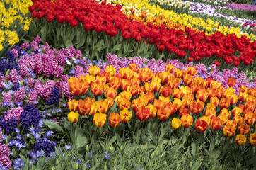 Colorful mixture of flowering tulips
