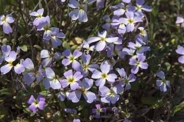 Malcolmia flexuosa