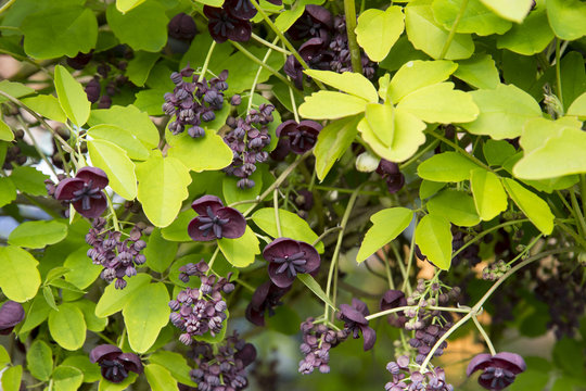 Akebia quinata